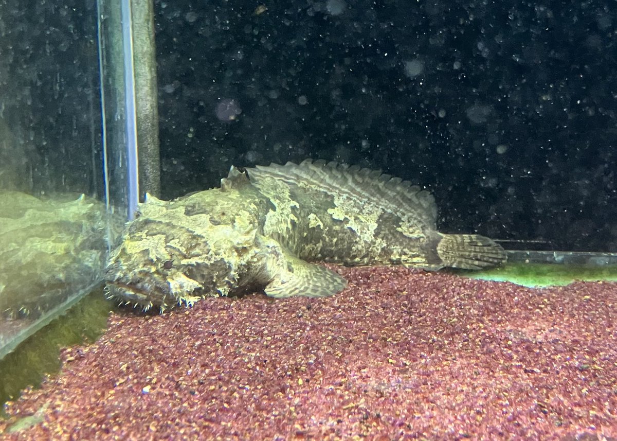 Kanedaiichihara's tweet photo. インド淡水アンコウ　20cm±
税込9,900-

ウルトラスカーレット
トリム　サンフェリクス産　24cm±
税込49,500-

アルビノクロコダイルスティングレイ　ペア（♂17cm±、♀19cm±）
税込66,000- https://t.co/xYqsN2UaHI