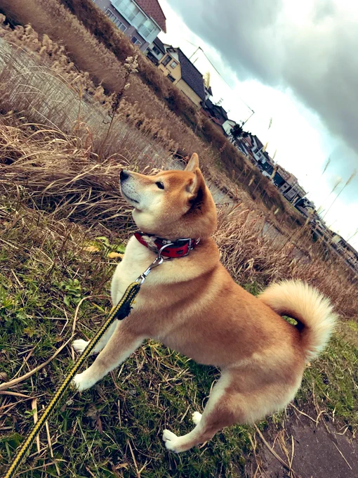 曇犬