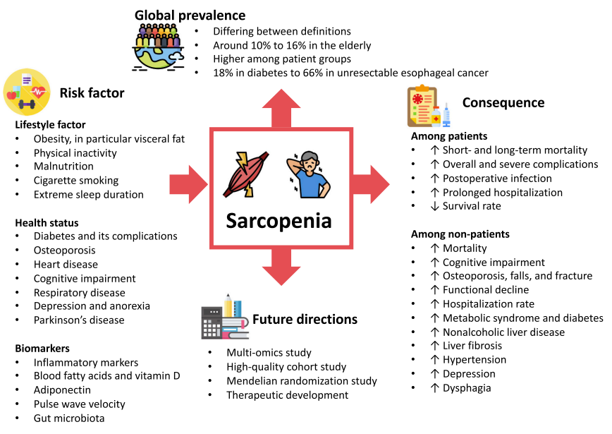 jacksonfyfe's tweet image. Sarcopenia: the progressive age-related loss of skeletal muscle mass and/or function.

Prevalence: estimated 10-16% of elderly worldwide

Risk factors: include physical inactivity, malnutrition, smoking, extreme sleep duration, and diabetes

Consequences: increased risk of a wide…