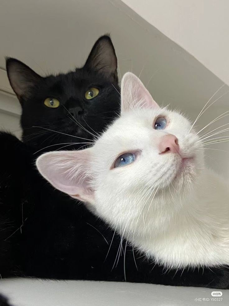 식충이 tweet media