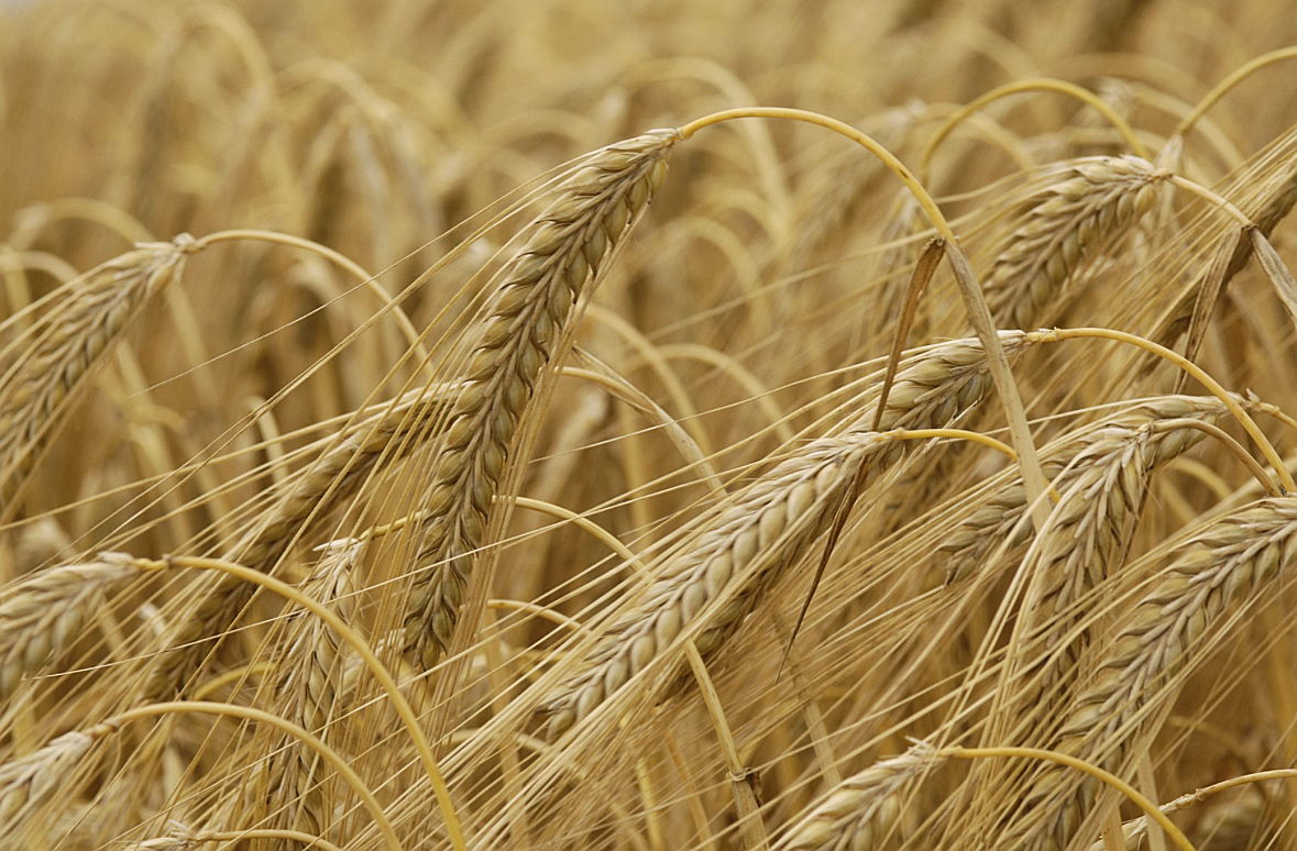 JohnInnesCentre's tweet photo. PRESS RELEASE - Discovery raises hopes of more temperature tolerant wheat

Gene-editing techniques have helped to identify a temperature tolerance factor that may protect wheat from the unpredictable challenges of #climatechange

https://t.co/x2gvA3dYB8

@NorwichResearch https://t.co/8LDtQ9aXq4