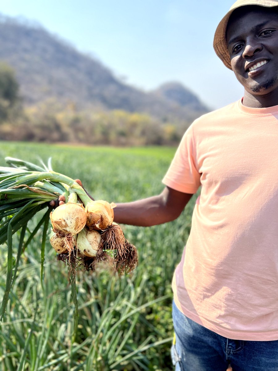 ten_chadzuka's tweet photo. Dear Onion Farmers.The early bird catches the fattest worm.If you set your seedbed now, mid-may you will be smiling to the market.95days to maturity,high yielding,excellent storage. Onion Dina f1 @SeedCoVegZim https://t.co/G3alXxhrYA