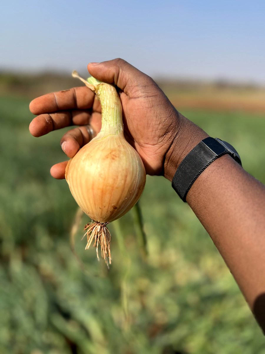 ten_chadzuka's tweet photo. Dear Onion Farmers.The early bird catches the fattest worm.If you set your seedbed now, mid-may you will be smiling to the market.95days to maturity,high yielding,excellent storage. Onion Dina f1 @SeedCoVegZim https://t.co/G3alXxhrYA