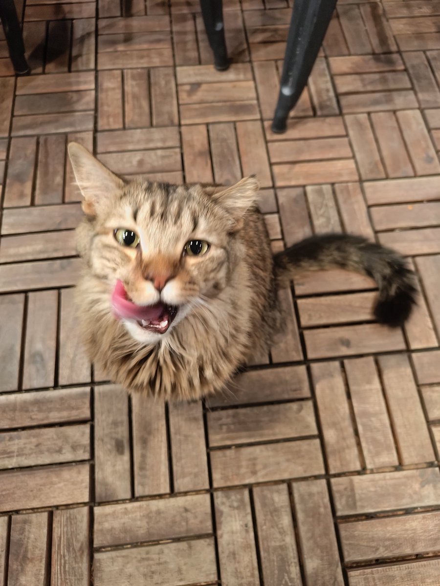 ooziekitty's tweet photo. Catmouflaged at da café 😼🐾

#OozieTheOnewheelKitty https://t.co/Au1vEPtfD7