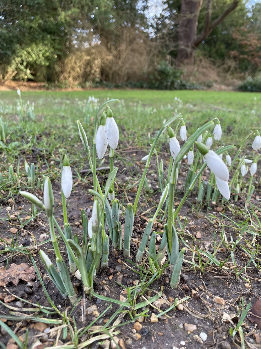 Love snowdrops! First ones I’ve spotted this year.