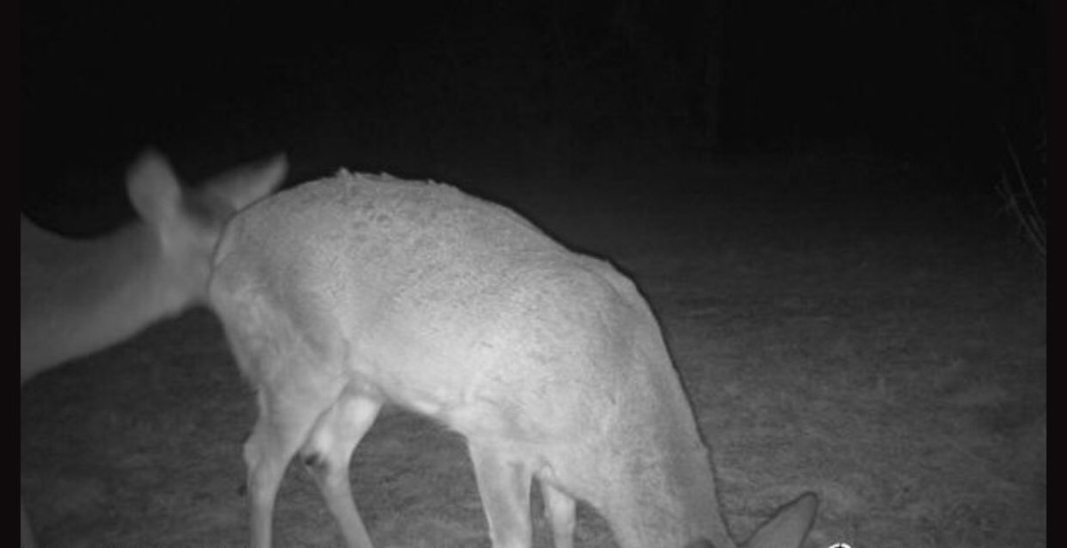Deer rim job, eating corn the ol’ fashion way…. Corn yeah!!! Do deer bleach their assholes??? <a href="/AgtThereal/">therealAGT</a> #robby #peteyO #EpsteinClientList
