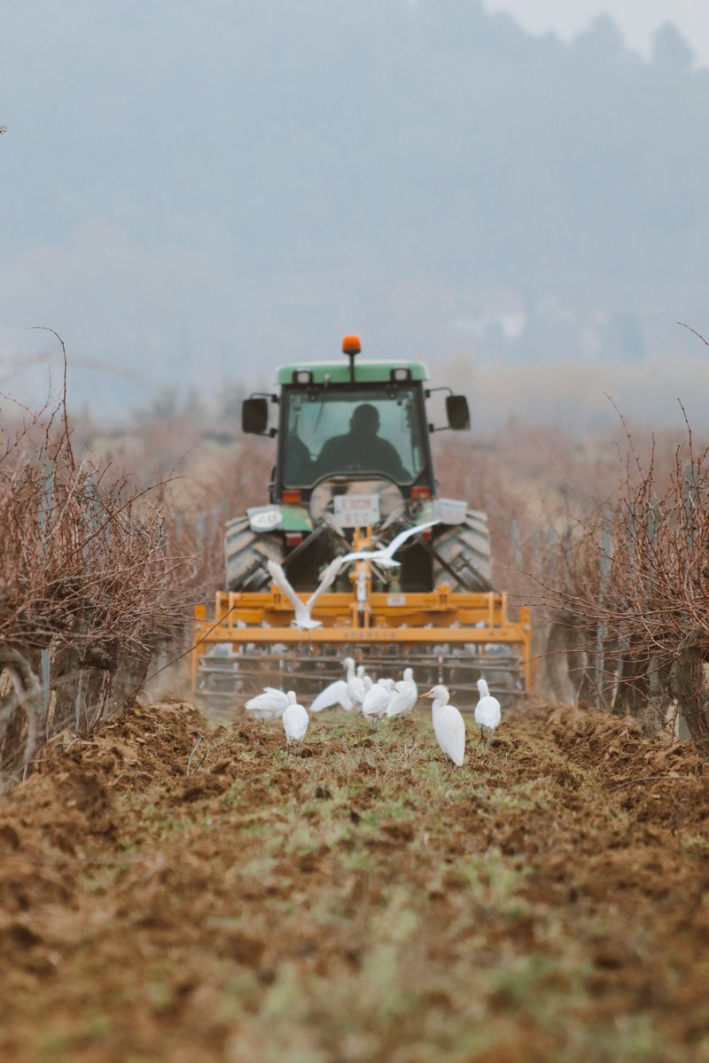 Work in the vineyard never stops: season after season, the various stages of the grapevine growth cycle are accompanied by a relentless succession of activities.