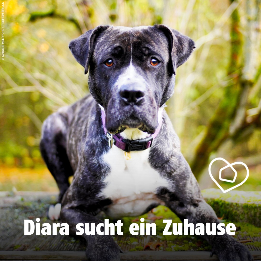 tierschutz_bund's tweet photo. Diara wartet im #Tierheim #Brilon sehnsüchtig auf ein liebevolles Zuhause. Die 7-jährige Presa-Canario-Mix-Dame ist sehr menschenbezogen, liebt Aufmerksamkeit und wird gerne geistig &amp; körperlich gefordert.

Erfahrt mehr über unser #TierheimtierDesMonats 👉 https://t.co/vpxyEw3QtD https://t.co/AMBfLeC5LC
