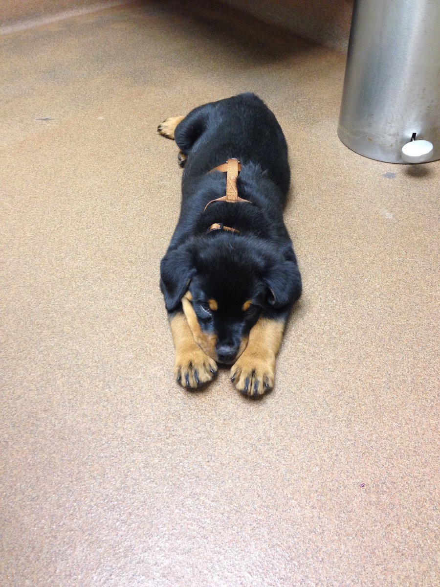 chief420247's tweet photo. I need another #rotty... RIP Ziggy. Even after a year, I still can't believe you're gone, brother. ❤️💛💚 this was the day I got him. https://t.co/xG2uw8tUKr
