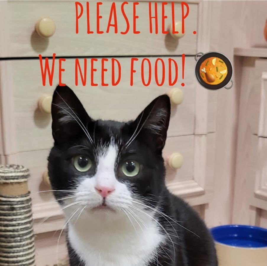 StrayCatsWM's tweet photo. Please help if you can! We are nearly out of food and have over 200 mouths to feed!😞🐾

Amazon Wishlist: https://t.co/r1cX4BUQjX https://t.co/14F5QP70vk