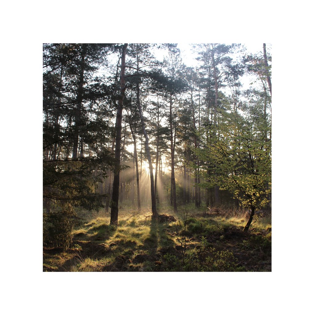 wikkelgoed's tweet photo. Het leven eindigen met een nieuw begin: opgaan in de natuur van een Natuurbegraafplaats.⁠ Elke maand delen we een van de natuurbegraafplaatsen in Nederland. Deze week: Natuurbegraafplaats Elspeterbos. https://t.co/TWYFwRchiW