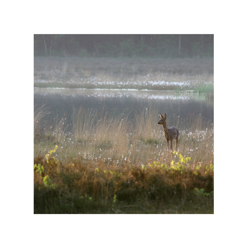 wikkelgoed's tweet photo. Het leven eindigen met een nieuw begin: opgaan in de natuur van een Natuurbegraafplaats.⁠ Elke maand delen we een van de natuurbegraafplaatsen in Nederland. Deze week: Natuurbegraafplaats Elspeterbos. https://t.co/TWYFwRchiW