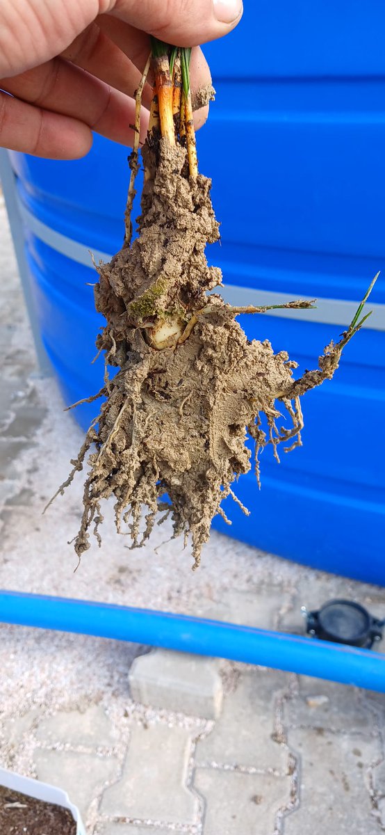 Tohumluk safran soğanı, safranın toprak altında verim veren kısmıdır. Yeni safran alanı kurulumları, safranın sonraki yıllarda vereceği çiçek verimi için safran soğanı üremesi çok önemlidir.

Ana soğan bulunduğu yılın çiçek verimini verdikten sonra yavru soğanlar oluşturur onları