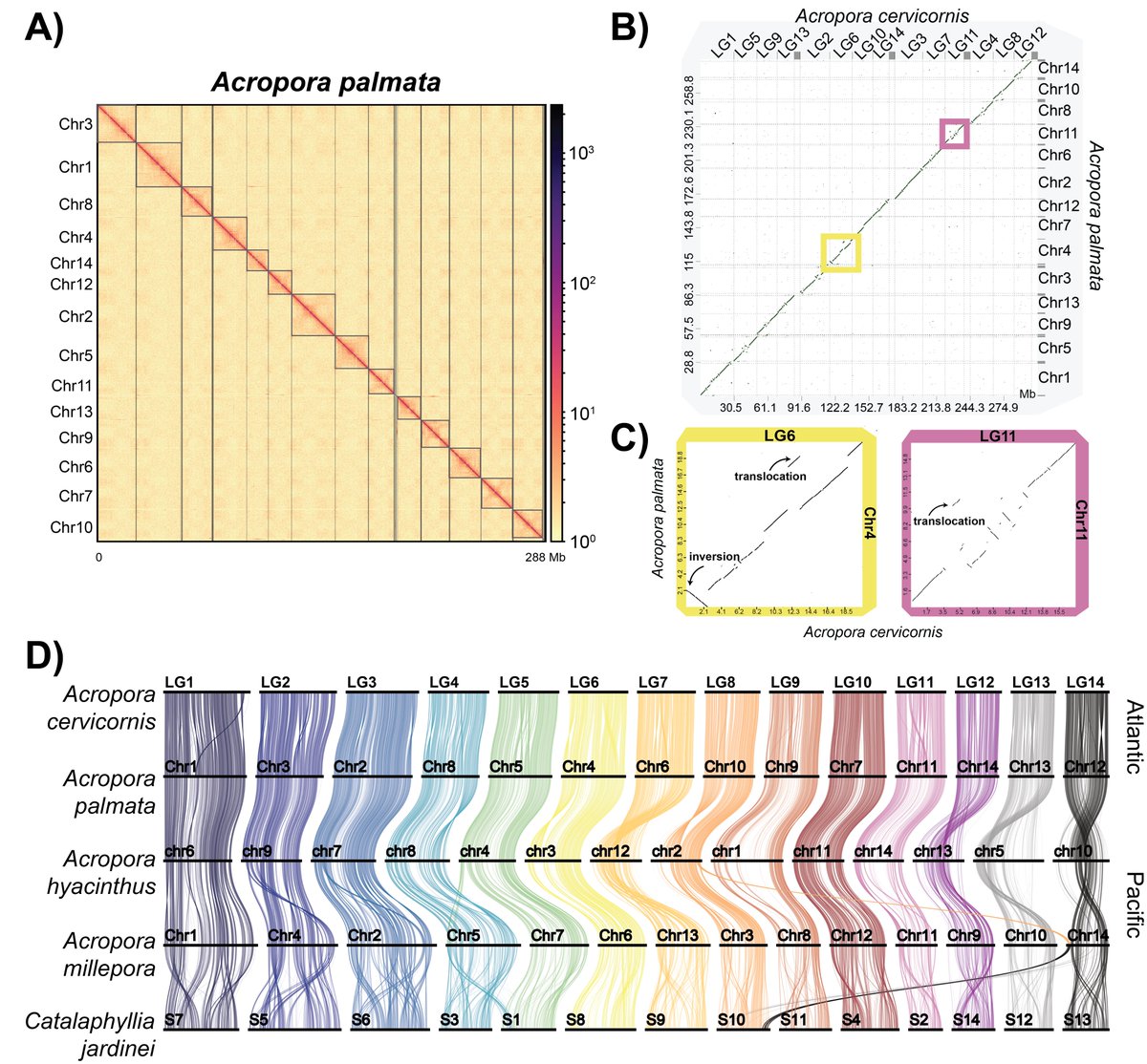 New preprint: Genome assemblies and genetic maps for Caribbean Acropora palmata and A. cervicornis! 
Both species have 14 chromosomes and largely similar genome structure. Notable exceptions were a 2.5Mb inversion and a 1.4 Mb translocation.