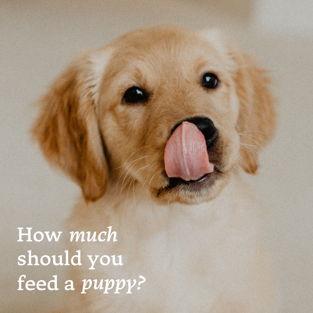 Brought home a new friend or thinking of switching to raw but you’re unsure about how much you should be feeding? 🥩

Our consultant vet, Dr Brendan Clarke, has created a podcast episode all about this topic 🎧

Listen below 👇

bit.ly/3TCJ3yg