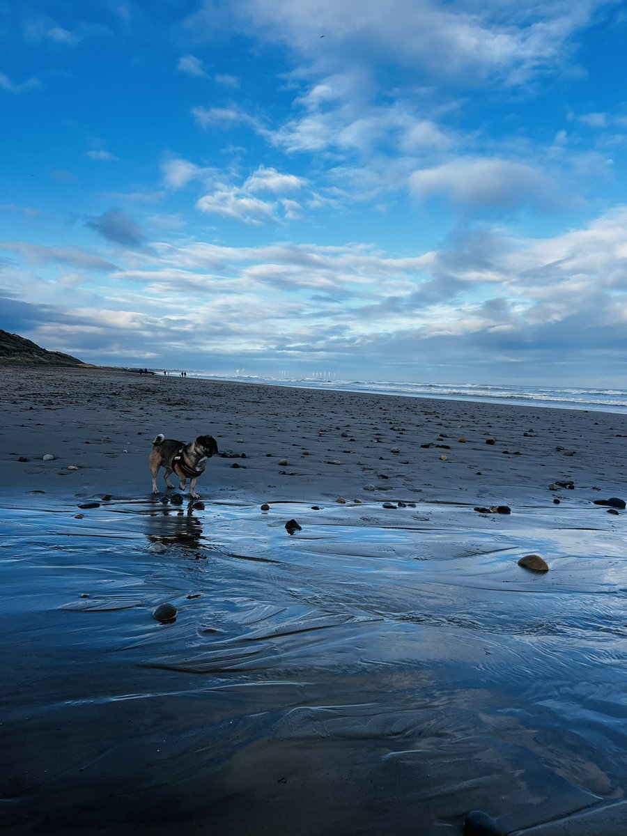 Dave Pickard tweet media