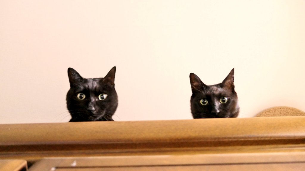 dirty2cats's tweet photo. #ねこ #猫 #黒猫 #cat #cats #blackcat #blackcats https://t.co/pMiE4ykKLa