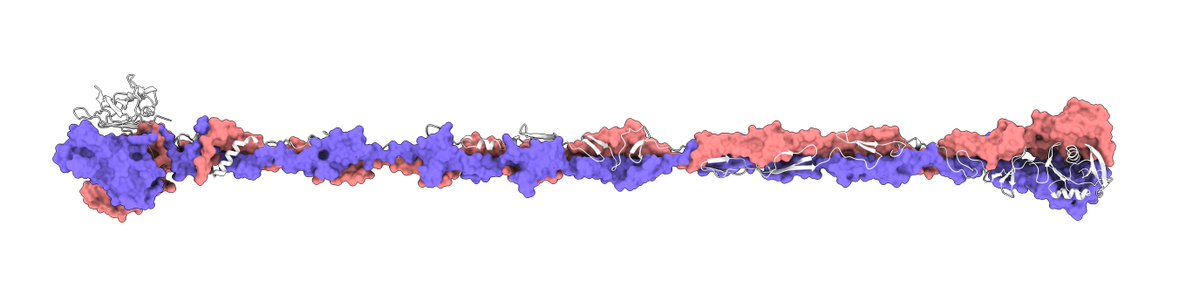 🦠Scientists from <a href="/unibirmingham/">Uni of Birmingham</a> &amp; <a href="/UniofNottingham/">Uni of Nottingham #WeAreUoN</a> have solved the mystery of how predatory bacteria recognize prey. 

This may enable the use of these predators to target bacteria that cause food spoilage and issues in healthcare &amp; the environment.

👉birmingham.ac.uk/news/2023/scie…