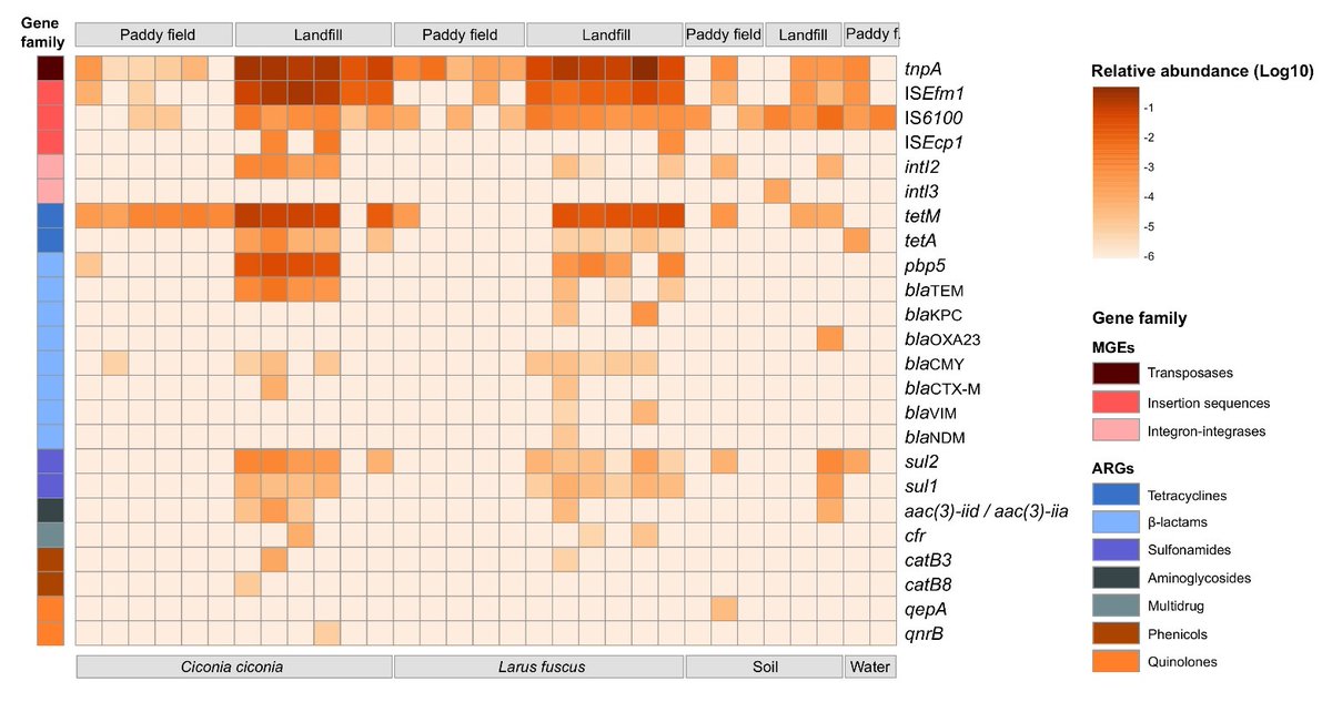 Storks &amp; gulls increase carriage of #antibiotics resistance by shifting from ricefields to landfill near #Doñana. Accepted <a href="/STOTEN_journal/">STOTEN</a> #AMR #Pairwise <a href="/AntibioticResis/">AntibioticResistance</a> <a href="/1Antruk/">AntibioticResearchUK</a> <a href="/AntibioticUBC/">AntibioticResistance</a> <a href="/IREC_CSIC_UCLM/">IREC (CSIC, UCLM, JCCM)</a> <a href="/DONANA_SEO/">SEO Doñana</a> <a href="/antibiotica/">Laboratorio De Resistencia Antibiótica</a>  <a href="/ebdonana/">Estación Biológica de Doñana - CSIC</a> Preprint👉papers.ssrn.com/sol3/papers.cf…