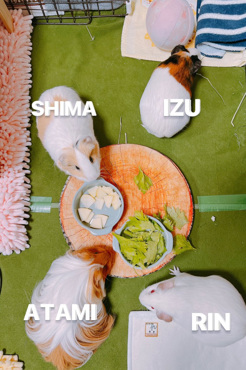 しま (@0517SHiMa) / X