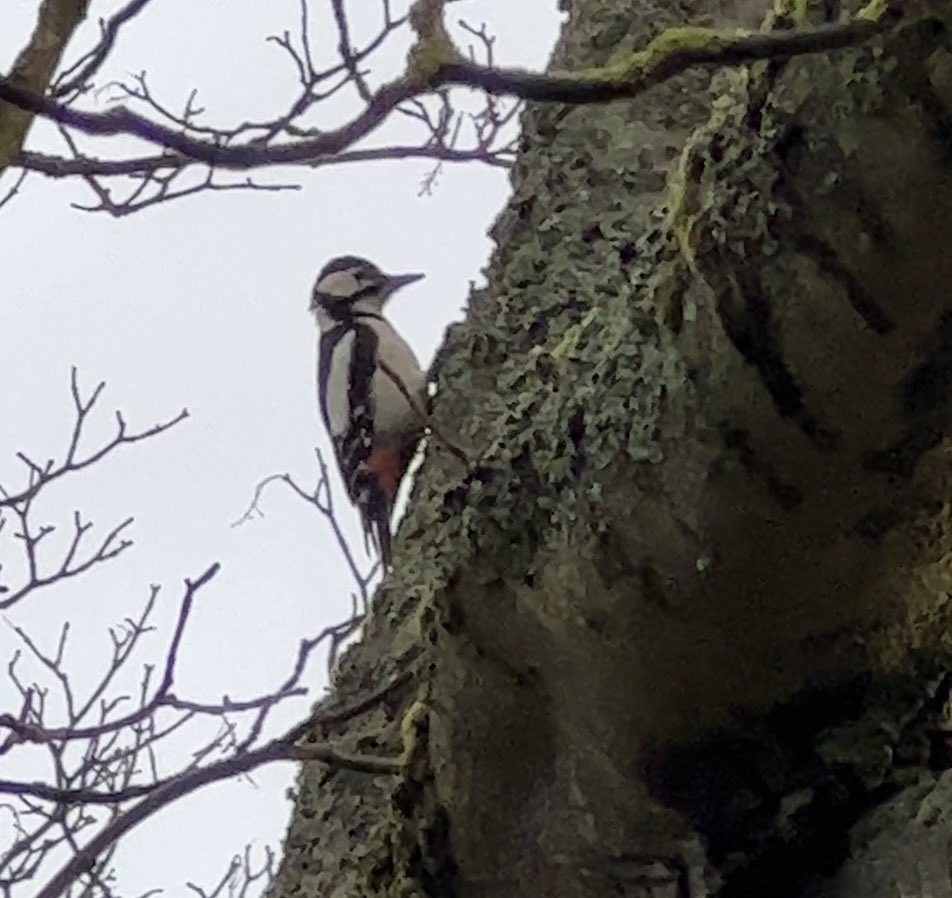 Great-spotted Woodpecker by the river on Janet Street, Thurso at 11.10 this morning, it then flew towards the boating pond @CaithnessBirds