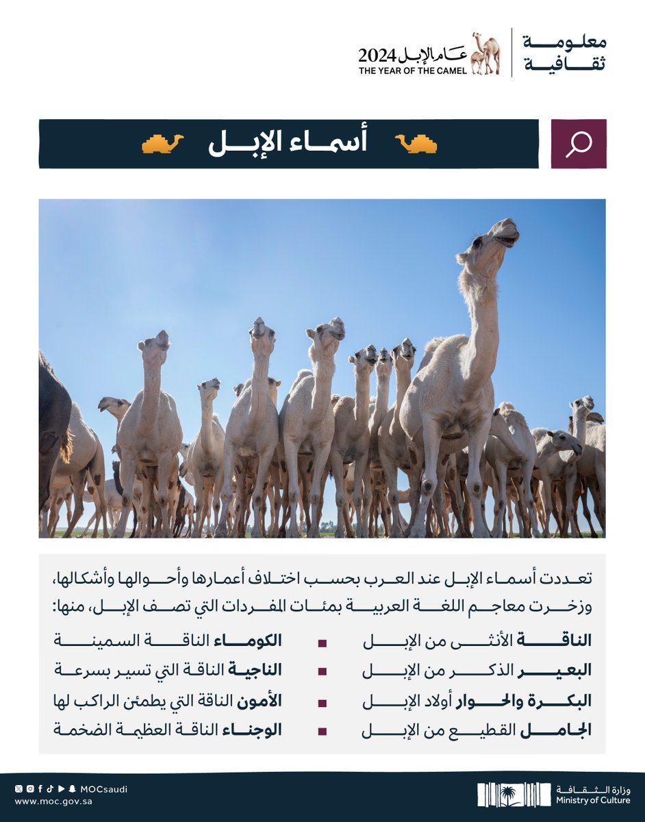 MOCSaudi's tweet photo. الإبل ومئات الأسماء في تاريخ العرب...🤔

#معلومة_ثقافية 💡
#عام_الإبل_2024
#وزارة_الثقافة https://t.co/acfG4hFjm6
