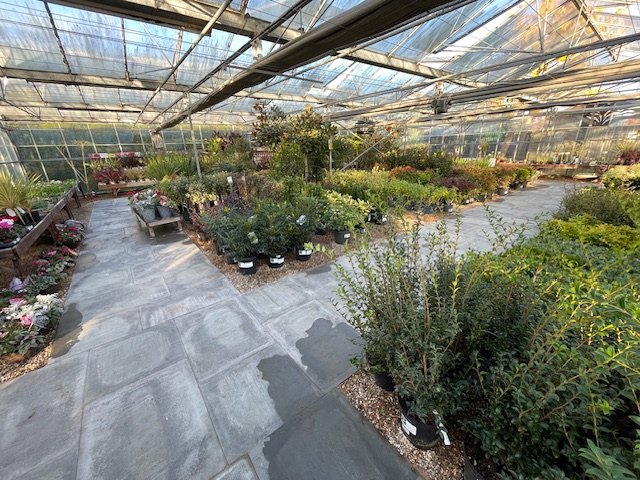 sempervirens13's tweet photo. Happy New Year &amp; Happy New Floor 
The new flooring in our glasshouse is looking great! 😍
No more dragging your trolley around the old sloppy mud pool, #Whitton #Twickenham #Hounslow #Richmond #Hampton #Sunbury #Teddington #LoveYourGarden #Gardening #Plants #shoplocal https://t.co/Hqq0mm9ACJ