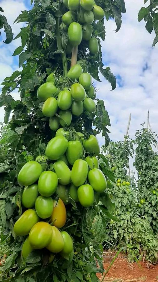 Tomato Care -Tomato plants happily grow in sun-drenched, warm soil with good drainage. -Provide consistent moisture and a side dressing of tomato fertilizer for the best-looking fruit. -Most varieties naturally collapse and grow along the ground unless you provide good support…