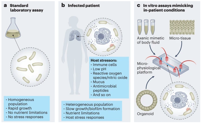 Out today! A Comment article in @NatureMicrobiol on #antibiotic discovery using in vitro models that mimic in-patient conditions 🤒💊 nature.com/articles/s4156…