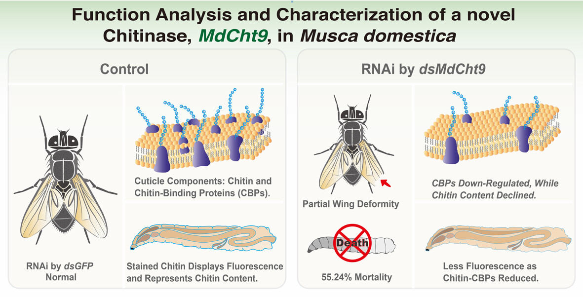 InsectMolecBio's tweet photo. Function analysis and characterisation of a novel #chitinase, MdCht9, in #Musca domestica: https://t.co/QUhOSQEmeA
#RNAi #Transciptomics #Diptera
Photo: Musca domestica (credit: Wenjing Zhao) https://t.co/TMnBr0mrTR