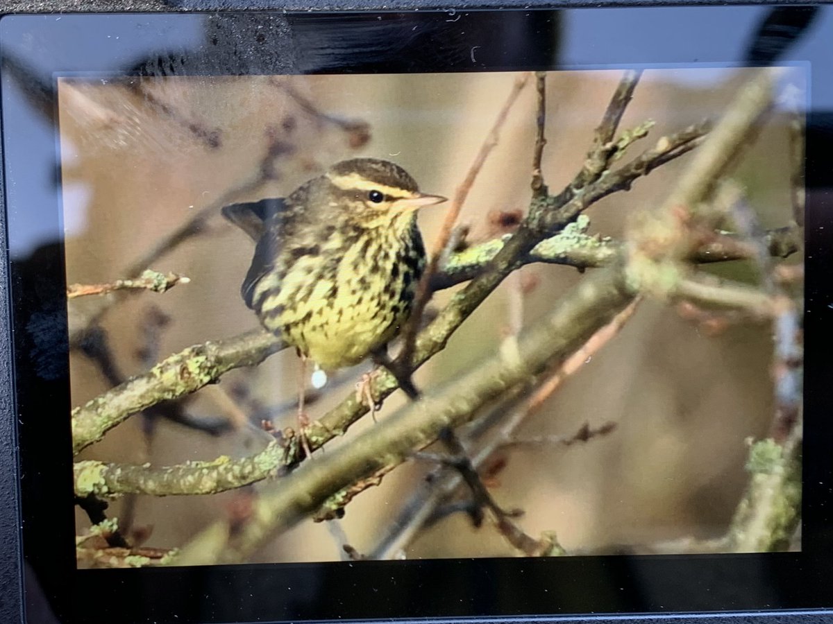 Not every day a northern waterthrush is found nearby. Had some cracking views this morning in Heybridge. Many thanks to Simon who found the bird in his garden. #birding #birdwatching #wildlife #nature