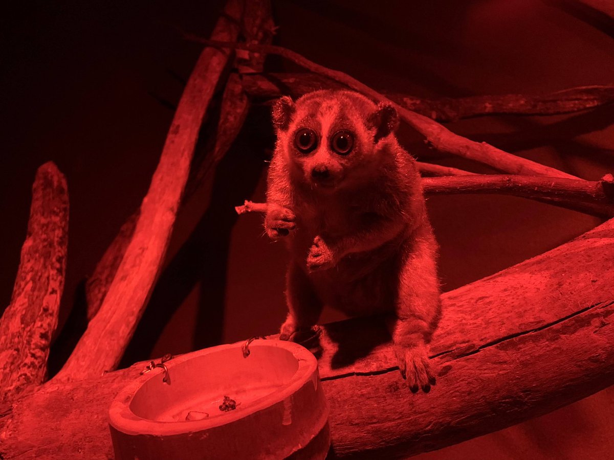 closer_blue18's tweet photo. 2024.1.1
おめめおっきい👀
#神戸どうぶつ王国
#レッサースローロリス
#ドン♂
#pygmyslowloris https://t.co/1Q1oLKIrbY