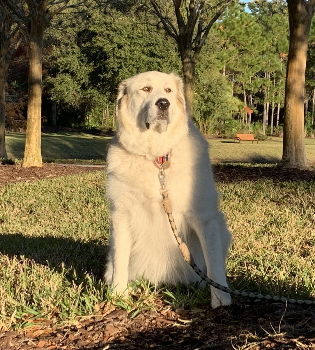 MKolfenbach's tweet photo. @kilmeade Sorry for your loss @kilmeade We lost our Pyrenees Joplyn 12/8.  🥲 #adoptdontshop https://t.co/yrvjWnulGj
