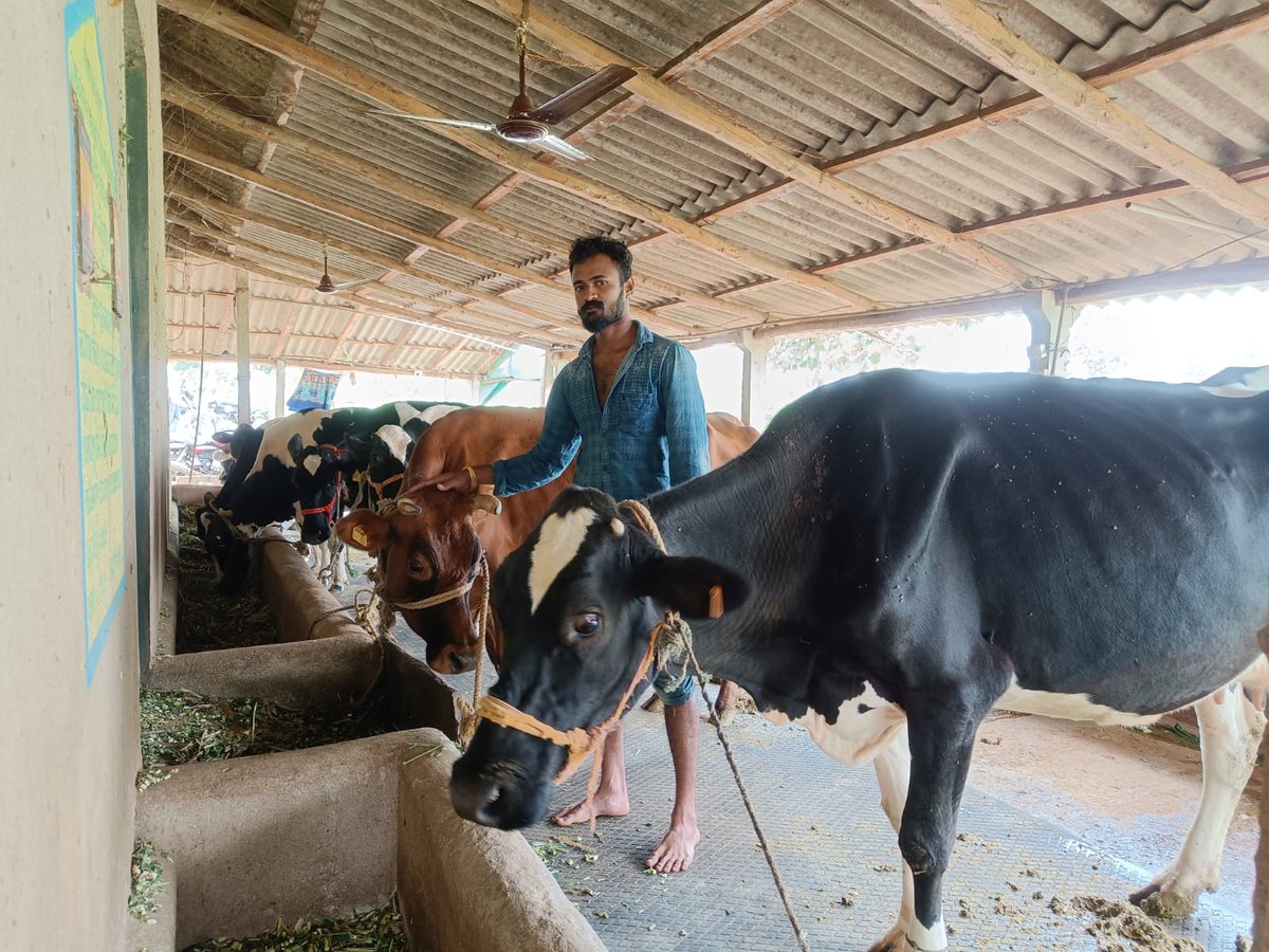ZP_Mysuru's tweet photo. ಮೈಸೂರು ಜಿಲ್ಲೆಯ ಪಿರಿಯಾಪಟ್ಟಣ ತಾಲ್ಲೂಕಿನ ಪೂನಾಡಹಳ್ಳಿ ಗ್ರಾಮಪಂಚಾಯಿತಿ ವ್ಯಾಪ್ತಿಯ ಪಿ.ಬಸವನಹಳ್ಳಿ ಗ್ರಾಮದ ನಿವಾಸಿ ವೃಷಬೇಂದ್ರ ಬಿನ್ ರಾಜೇಗೌಡ ಅವರು ಮಹಾತ್ಮ ಗಾಂಧಿ ನರೇಗಾ ಯೋಜನೆಯಡಿ ದನದಕೊಟ್ಟಿಗೆ ನಿರ್ಮಾಣ ಮಾಡಿಕೊಂಡಿದ್ದಾರೆ.  10 ಹಸುಗಳನ್ನು ಸಾಕುವ  ಮೂಲಕ ಅಧಿಕ ಆದಾಯಗಳಿಸುತ್ತಿರುವುದಾಗಿ ಸಂತಸ ಹಂಚಿಕೊಂಡಿದ್ದಾರೆ. https://t.co/1F9kSn9Grv