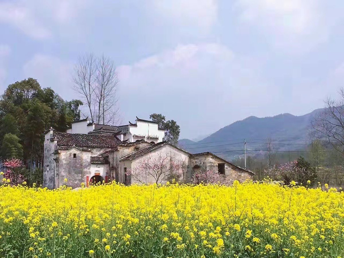 HuangshanGolf's tweet image. Harmonious hues in Huizhou, where traditional architecture dons white walls and grey tiles. Witness the enchanting transformations of the same dwelling through all four seasons. Pure beauty. #Huizhou #TraditionalArchitecture