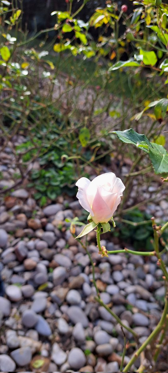 SoniaFurfaro's tweet image. &quot;#Pregare
significa raccogliere in unità
la propria anima e inabissarla
nell&apos;infinito che è Dio&quot;.

-Santa #AngeladaFoligno

Vivere la fede e vedersi in un bocciolo
📷Ritiro, 23.12.2023