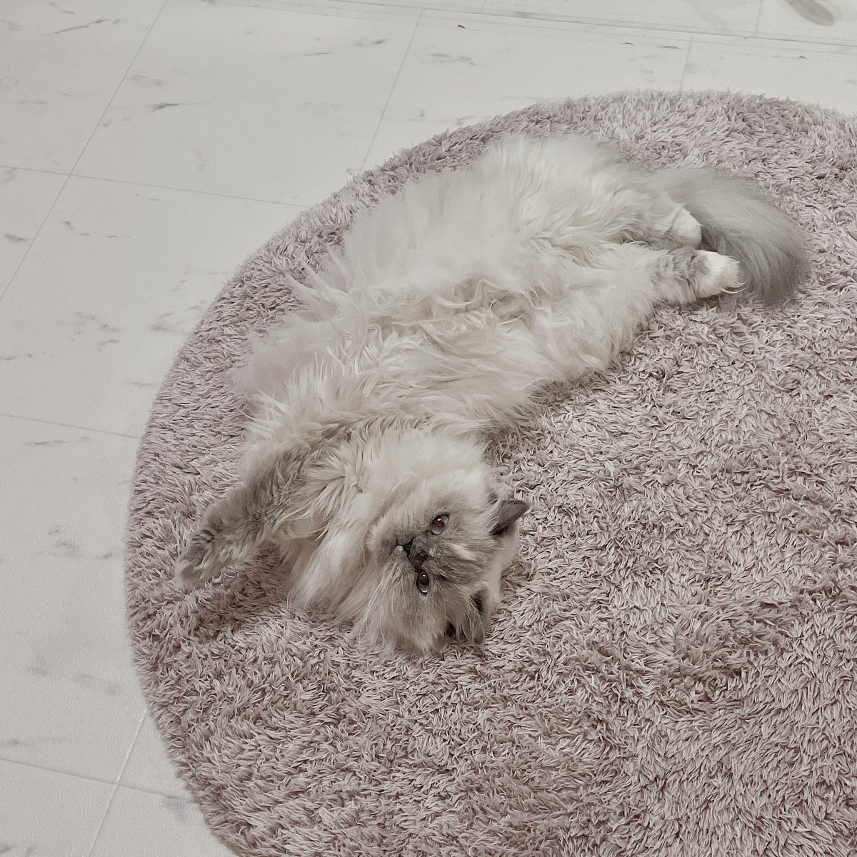 babka_thecat's tweet photo. ホットカーペット買って良かったな🐈 https://t.co/3VgzScAbT3