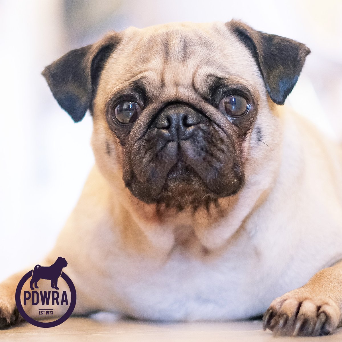 Following the Christmas closure to new adopter applications, the PDWRA is now open again to anyone interested in adopting our rescued pugs! If you’d like to apply, just click here –
ecs.page.link/kbBU3
#pdwra #pugcharity #pugwelfare #friendsofwelfare #pugadoption #pugs