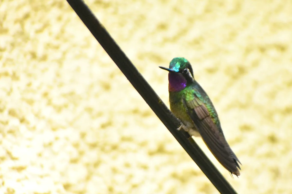 Some endemic hummingbirds from Monteverde, Costa Rica 1. Violet Sabrewing (Cen. America endemic) 2. Magenta-throated Woodstar (🇨🇷🇵🇦 endemic) 3. Coppery-headed Emerald (🇨🇷 endemic) 4. Purple-throated Mountain Gem (🇨🇷🇵🇦 endemic)