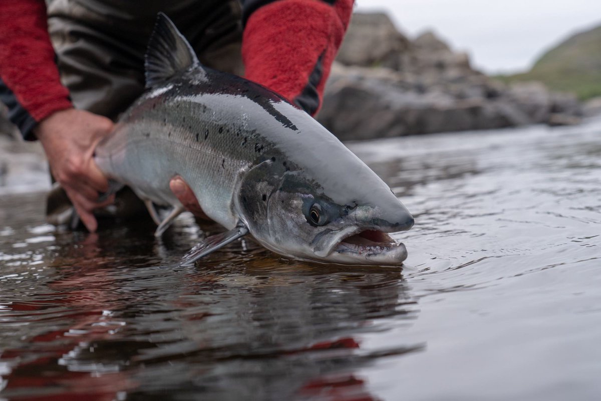 SFHScotland's tweet photo. Fly Fishing Rivers In Scotland
Scotland has nearly four hundred different salmon rivers that attract fly fishing enthusiasts worldwide to swing a fly. Fly fishing in Scotland for salmon takes you to some of the most...READ MORE https://t.co/6XuDFnIYq1 https://t.co/ClkOTgNVHs