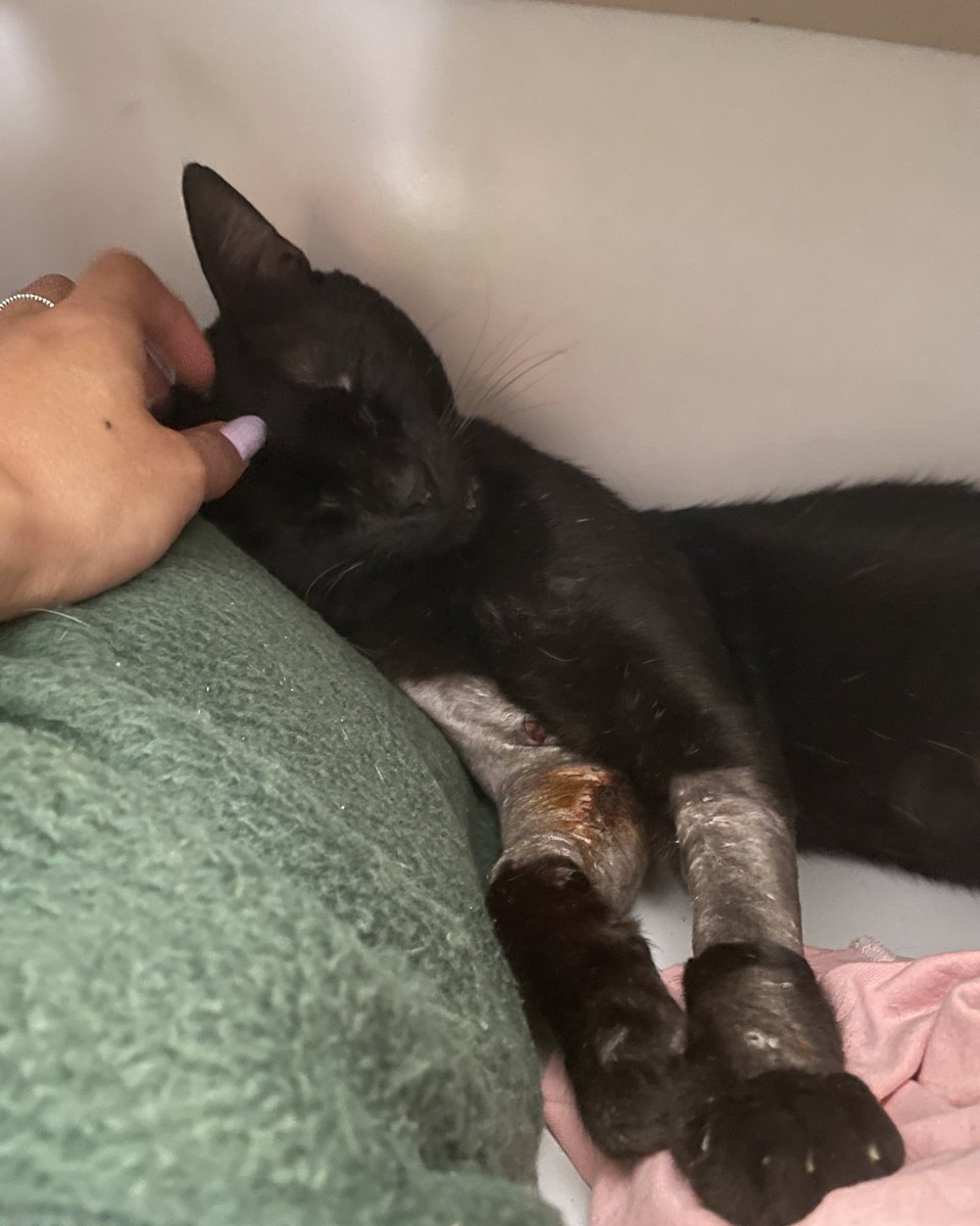 laurasoare's tweet photo. [GOIÂNIA]
Oi gente, esse é o Jefrey, um gatinho de rua muito bonzinho, que infelizmente levou dois tiros de chumbinho no braço.
Ele passou por cirurgia e já está bem, mas semana que vem ele já não tem onde ficar. Por favor deem uma chance a ele, é muito urgente 😭
FELV +
CASTRADO https://t.co/00E6YCTt1b