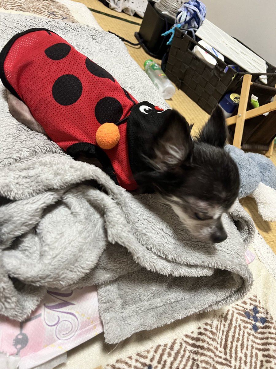 Akitty0809's tweet photo. 2024.1.4.木
ちろるくん永眠しました。
眠るように逝きました🍀*゜
13歳で高齢でガンも患って
先生からも年を越せないかもねって
言われてましたが無事に年を越せました♡
今はゆっくり休んで欲しい(❁ᴗ͈ˬᴗ͈)
ちろる 大好き(*'▽'*)♪ https://t.co/hFNF9mbC3b