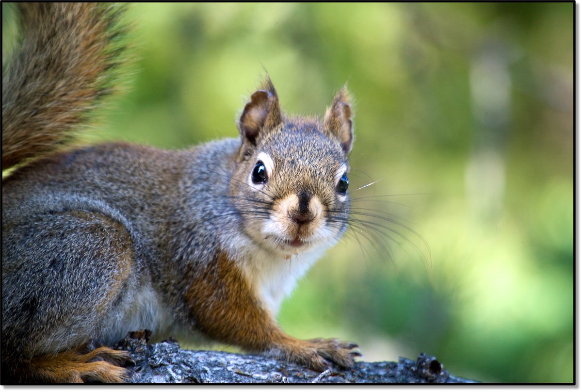 Hi #SICB2024, I'm looking to hire a post-doc to work on physiology, behavior, & life histories of NA red squirrels in the Yukon,. This position would be working within @KluaneSquirrels, but based @UMich. Please contact me through email if interested Photo by RW Taylor