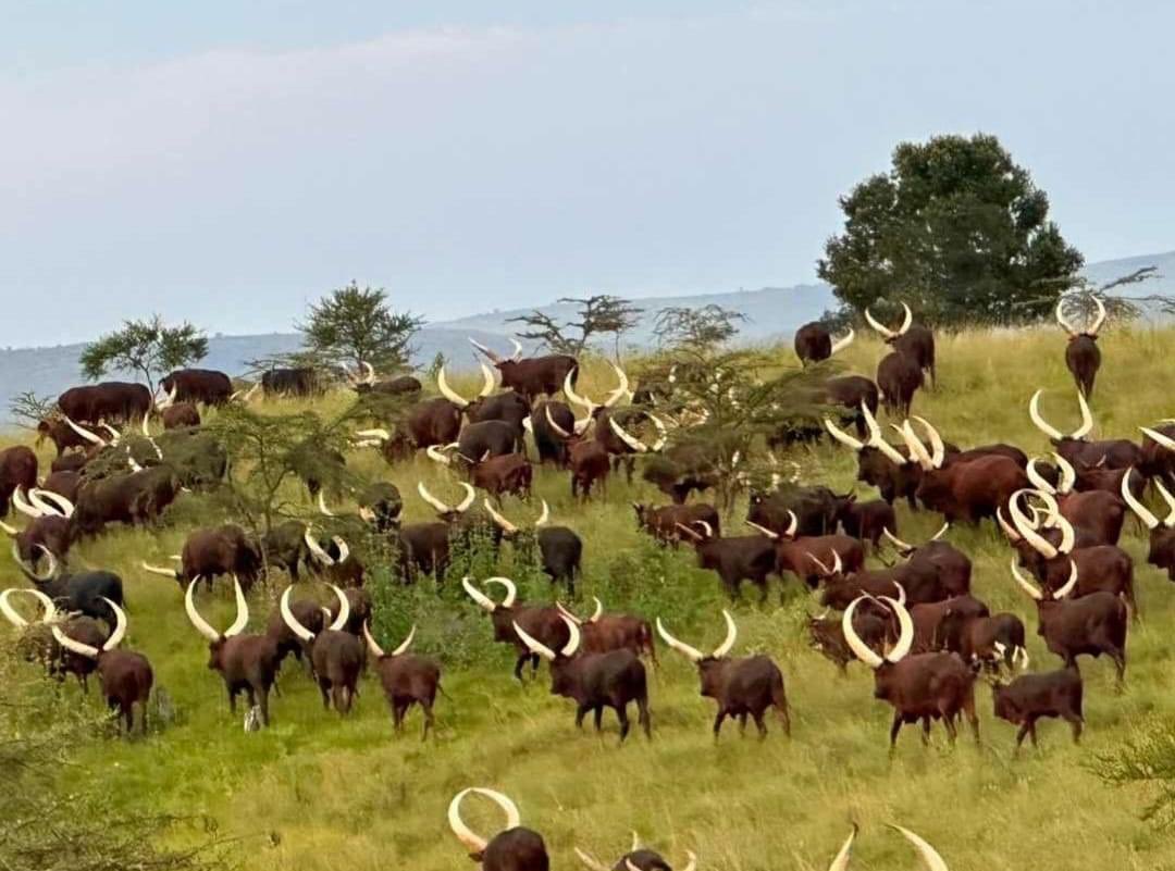 Ankole Cattle in Uganda