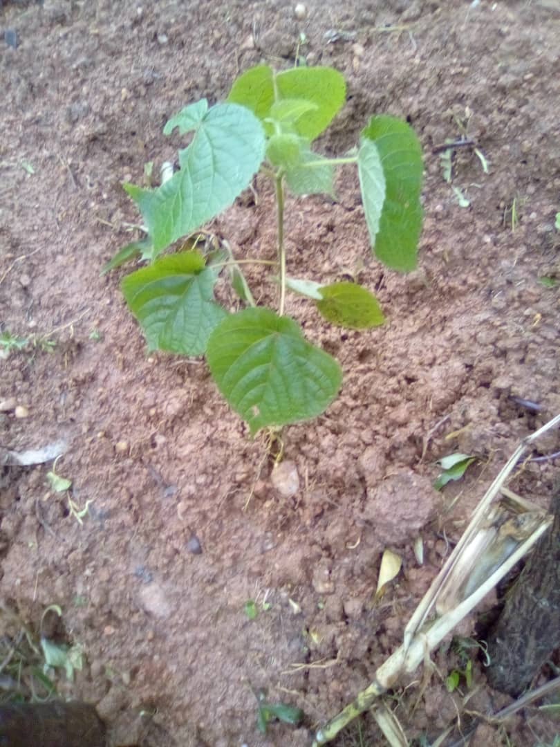 ENdemezo's tweet photo. Our work as #Conservationists doesn't stop during the #holidayseason.our dedication to #environmental conservation remains unwavering to maintain a healthy #ecosystem.our minds are focused on the well-being of the #trees we have planted in #2024A #treeplantingseason. https://t.co/3VmwS0B2oT