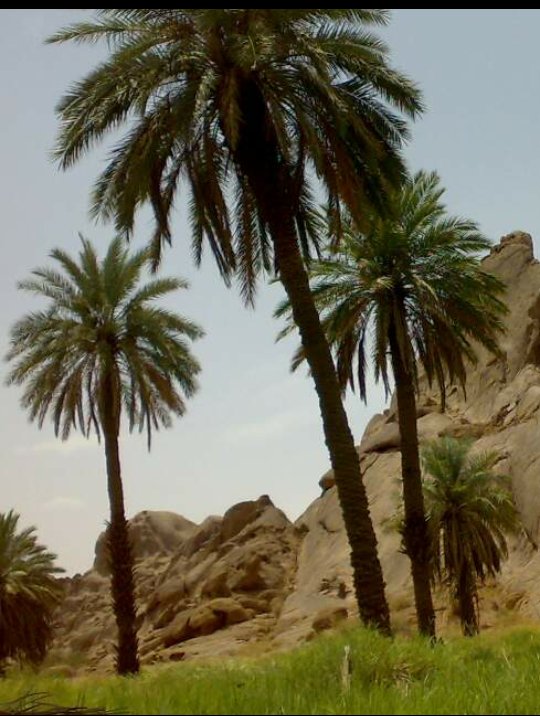 Naji_D_Alazmi's tweet photo. من أملاك الوالد..ضويحي بن سودان الهدلاني
-أم جرفان
-أم سلّم
-الشعرة
-الرصين
اوقف ثلث هذه الاملاك للمحتاجين من المسلمين في حياته وبعد وفاته 
الله يغفر له ويرحمه.. https://t.co/HvTMwYHfuA