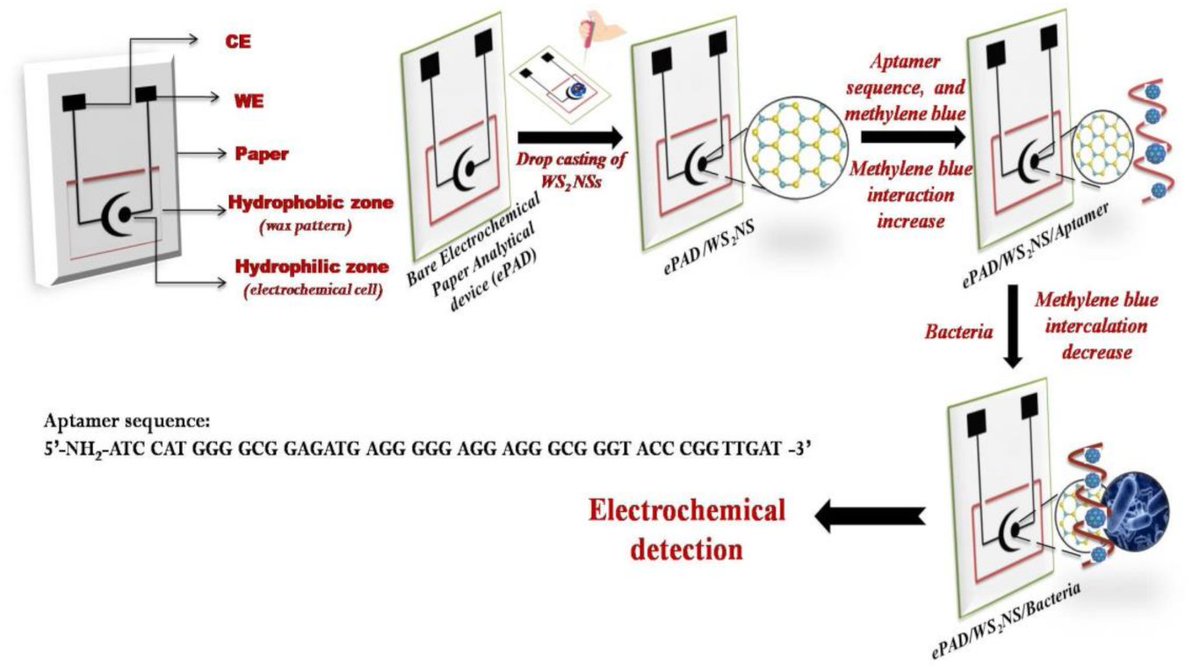 Biosensors_MDPI's tweet image. #Article
Paper-Based Electrodes Conjugated with Tungsten Disulfide #Nanostructure and Aptamer for Impedimetric Detection of Listeria monocytogenes by Annu Mishra, et al.
doi.org/10.3390/bios12…

@MDPIOpenAccess @ChemMatSci_MDPI @AmityUni @UPESDehradun
#pointofcare #openaccess
