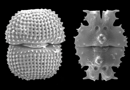 Phytotaxa's tweet photo. New taxa of Cosmarium and Euastrum (#Zygnematophyceae) from the North Coast of Bahia, 
#Brazil
https://t.co/wLpGuImvIU 
#Taxonomy #algae https://t.co/kswNfYrolN
