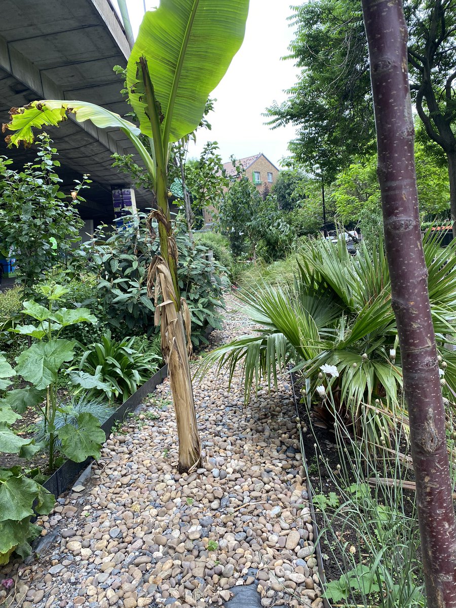 Trees4Grenfell_'s tweet image. As Sunsets on 2023 praying  #StormGerrit #Calms 🌍 #COP28UAE #ClimateActionNow #SaveOurWorld #HumanityFirst #CommunitySupport changed lives @luhc @LetOutside @ECOWARRIORSS @LGSpace @greenspacesimon @GoodLawProject @eastpengegarden @SharonRedrobe @shypixie76