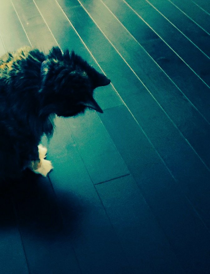 Sometimes only time
Is the answer.

#Life #writerscommunity #writerslift #Insight #Wisdom #Caturday #CatsOfX #CatsOnX